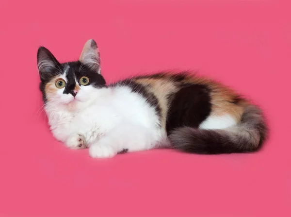 Tricolor fluffy kitten lies on pink — Stock Photo, Image