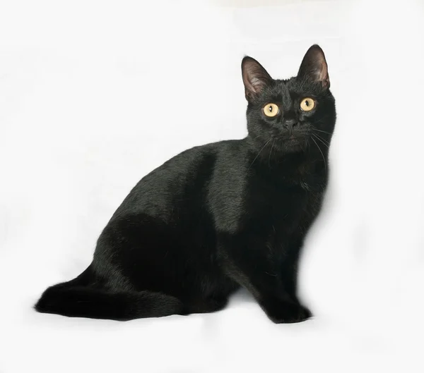 Gato negro sentado en gris — Foto de Stock