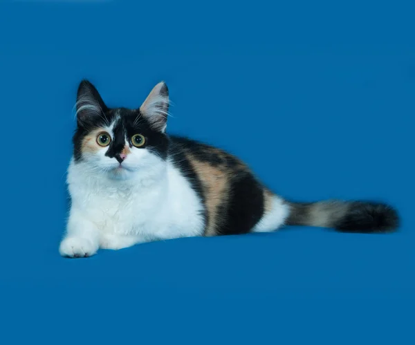 Üç renkli kabarık kedi yalanlar üzerine mavi — Stok fotoğraf