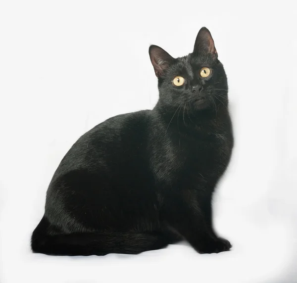 Gato negro sentado en gris — Foto de Stock