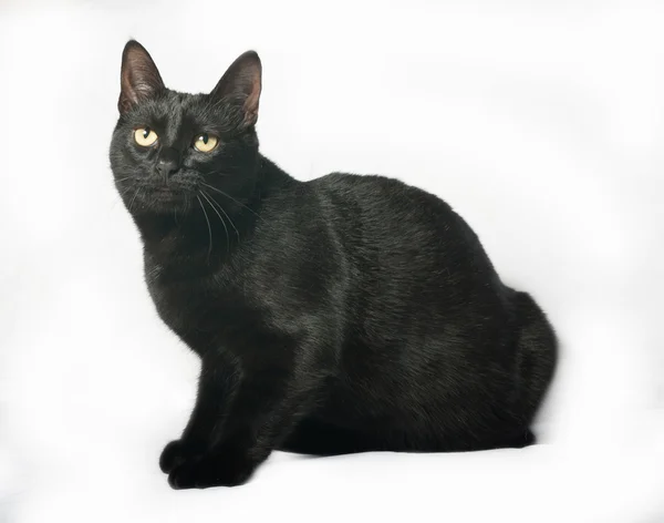 Gato negro sentado en gris — Foto de Stock