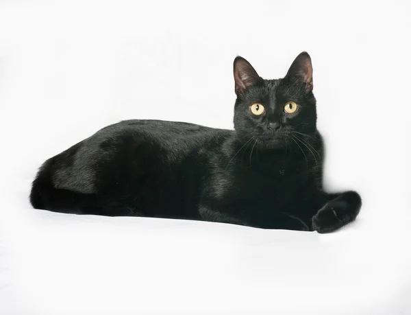 Czarny kot leży w szare — Zdjęcie stockowe