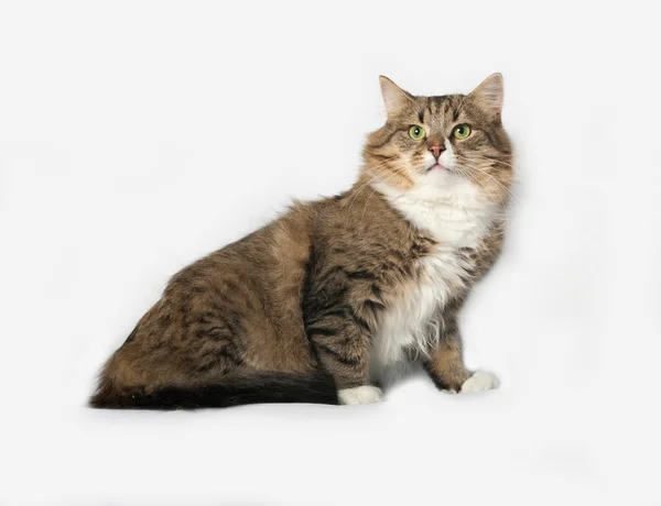 Striped fluffy Siberian cat sitting on gray — Stock Photo, Image