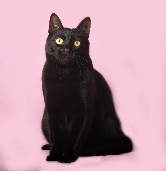 Gato preto sentado em rosa — Fotografia de Stock