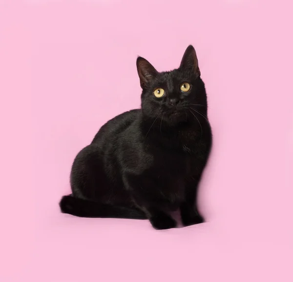 坐在粉红色的黑猫 — 图库照片