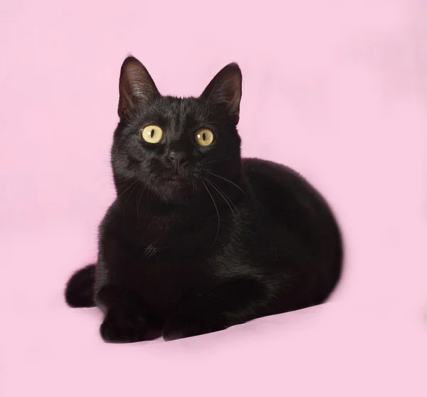 Gato negro se encuentra en rosa — Foto de Stock