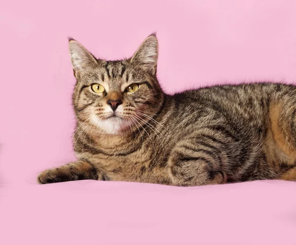 Tekir kedi yalanlar üzerine pembe — Stok fotoğraf