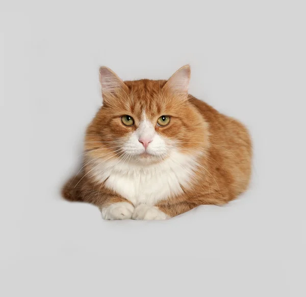 Kırmızı ve beyaz kabarık kedi yalanlar üzerine gri — Stok fotoğraf