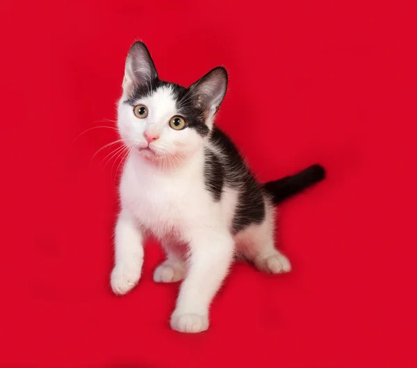 Zwart-wit kitten zittend op rood — Stockfoto