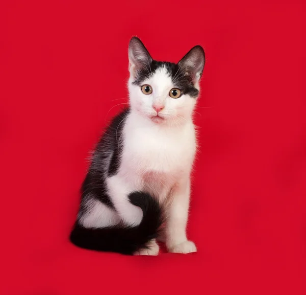 Gatito blanco y negro sentado en rojo — Foto de Stock