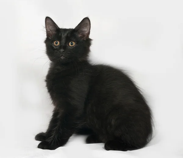 Czarny kotek puszysty siedzący na szaro — Zdjęcie stockowe