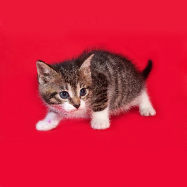 Striped en witte kitten zittend op rood — Stockfoto