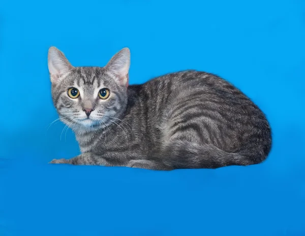 Striped and white kitten sitting on blue — Stock Photo, Image