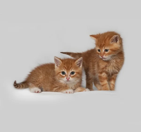 Dos gatitos rojos sobre gris — Foto de Stock