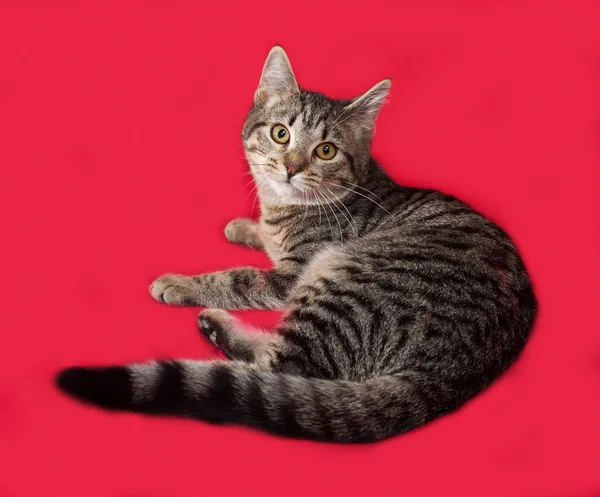 แมวลายนอนบนสีแดง — ภาพถ่ายสต็อก