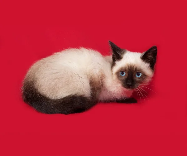 Thai kitten sitting on red — Stock Photo, Image