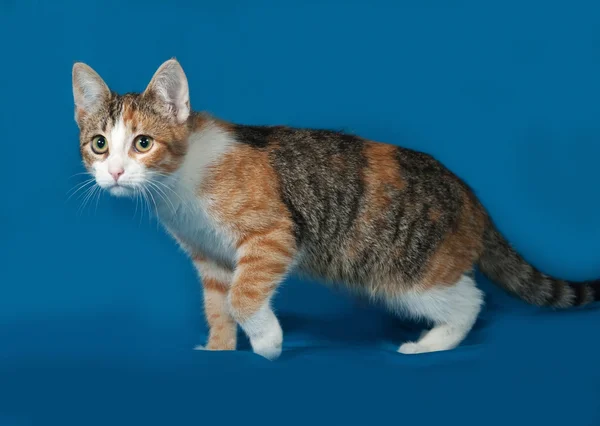 Tricolor kitten standing on blue — Stock Photo, Image