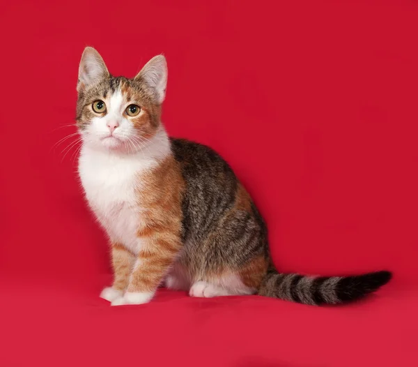 Tricolor Kätzchen sitzt auf rot — Stockfoto