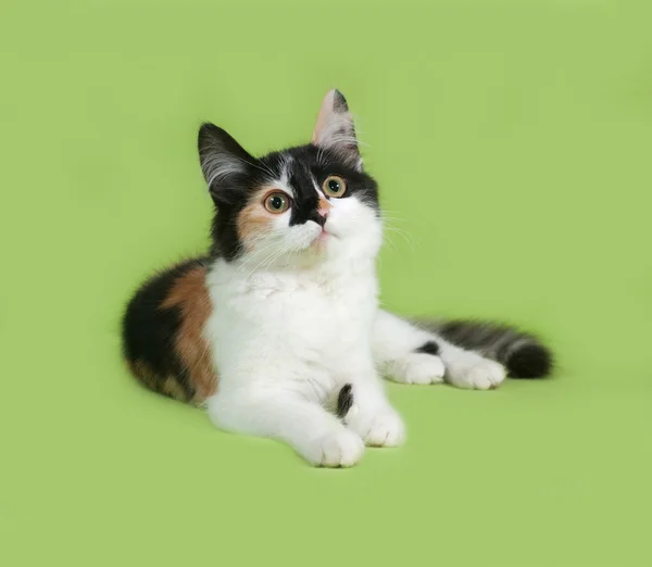 Tricolor fluffy kitten lies on green — Stock Photo, Image