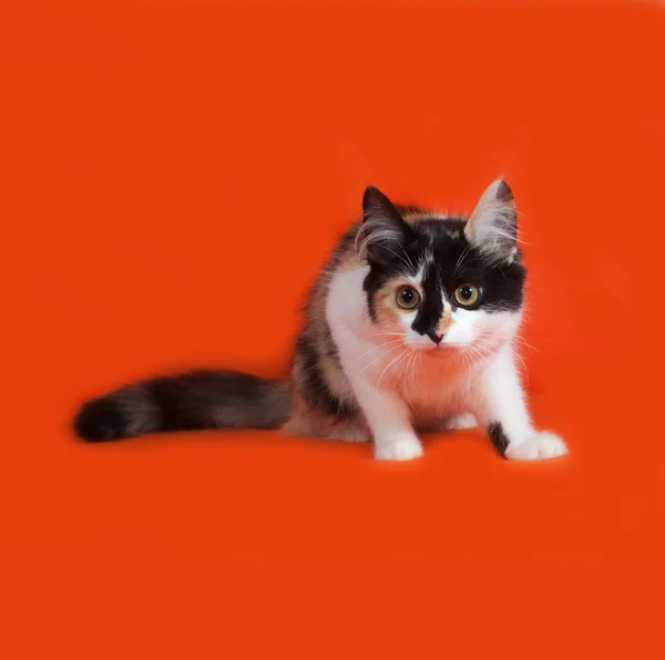 Tricolor pluizig kitten zittend op oranje — Stockfoto