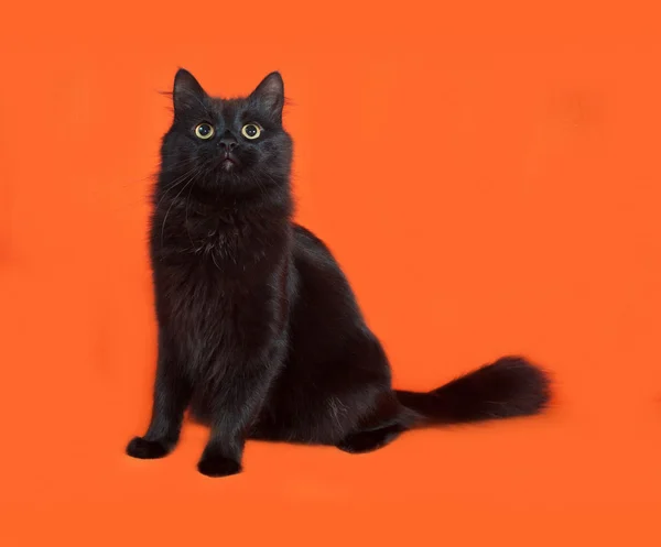 Black fluffy cat sits on orange — Stock Photo, Image