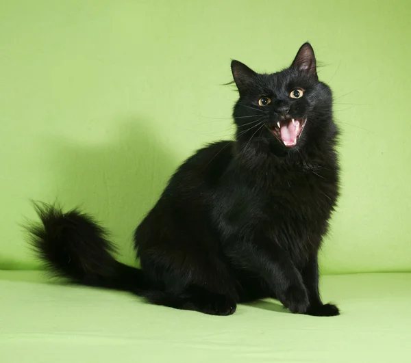Черный пушистый кот сидит на зеленом — стоковое фото