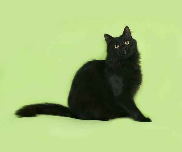 Black fluffy cat sits on green — Stock Photo, Image