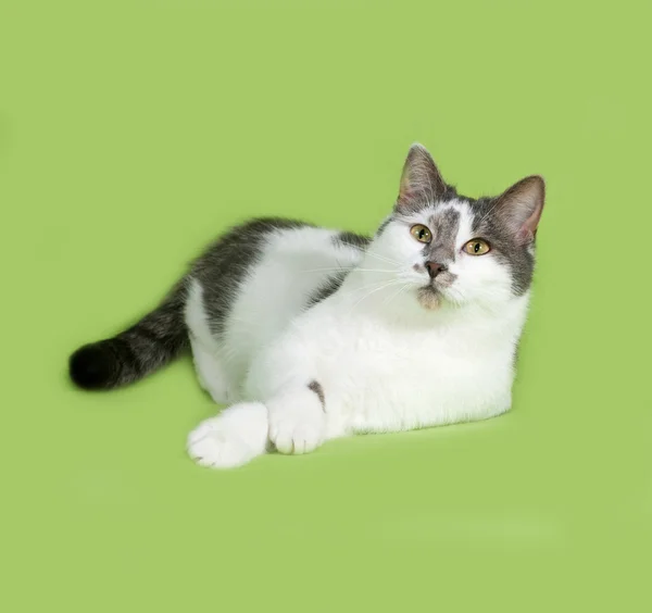 White and gray spotted cat lies on green — Stock Photo, Image