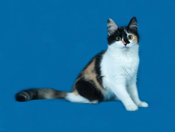 Tricolor fluffy kitten sitting on blue — Stock Photo, Image