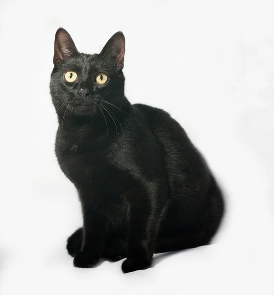 Zwarte kat, zittend op grijs — Stockfoto