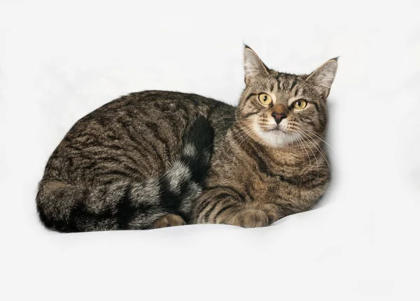 Tabby gato se encuentra en gris — Foto de Stock