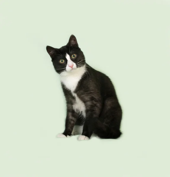 Черно-белая кошка сидит на зеленом — стоковое фото