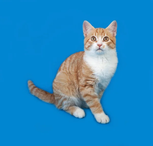 Красно-белый полосатый котёнок сидит на синем — стоковое фото