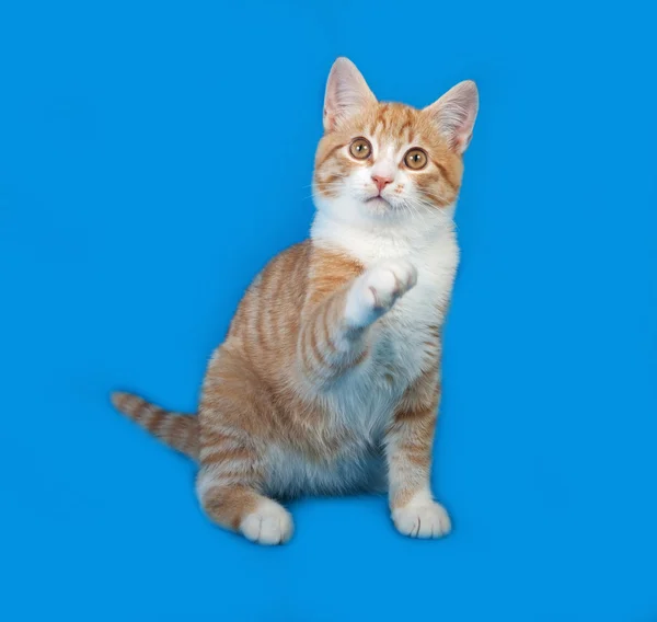 Rode en witte gestreepte kitten zittend op blauw — Stockfoto