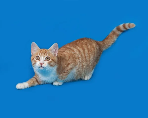 Czerwone i białe paski kotek leżącego na niebiesko — Zdjęcie stockowe