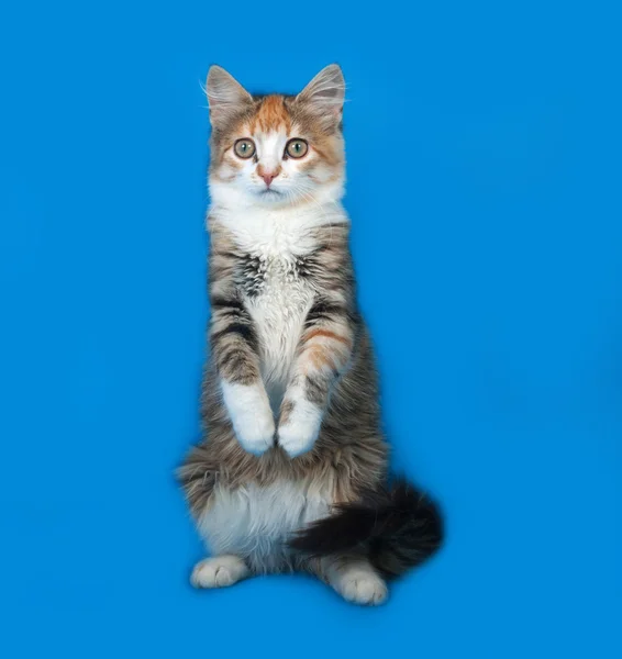 Bolyhos tricolor cica állva kék — Stock Fotó