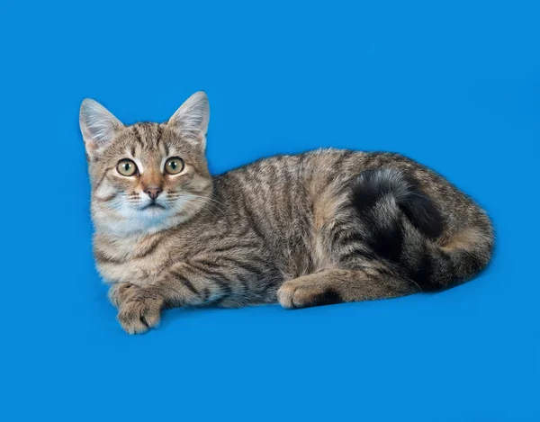 Полосатый котенок лежит на голубом — стоковое фото