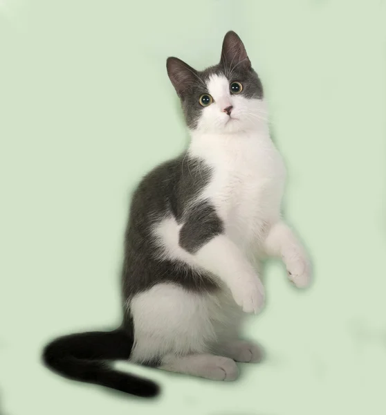 Graue und weiße Katze sitzt auf grün — Stockfoto