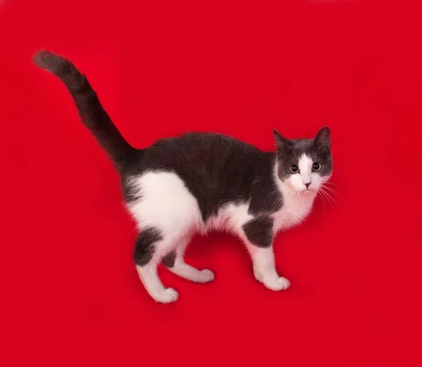 Серо-белый кот, стоящий на красном — стоковое фото