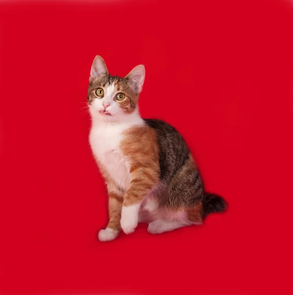 Chaton tricolore assis sur rouge — Photo