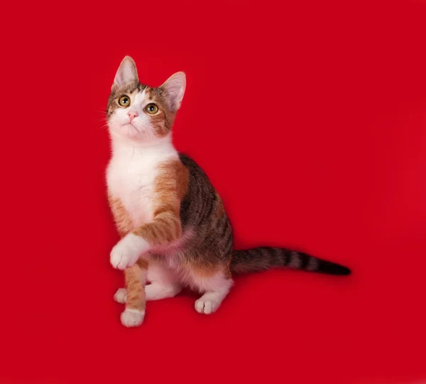 Tricolor kitten sitting on red — Stock Photo, Image