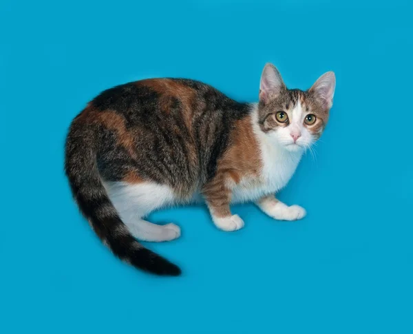 Tricolor kitten standing on blue — Stock Photo, Image