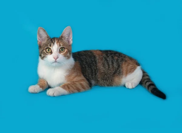 Tricolor kitten lies on blue — Stock Photo, Image