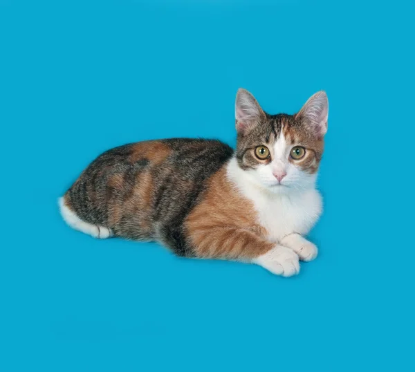 Tricolor kitten lies on blue — Stock Photo, Image