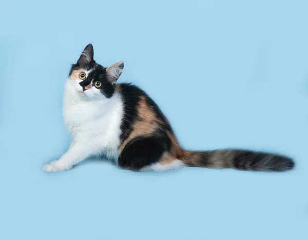 Tricolor kitten sitting on blue — Stock Photo, Image