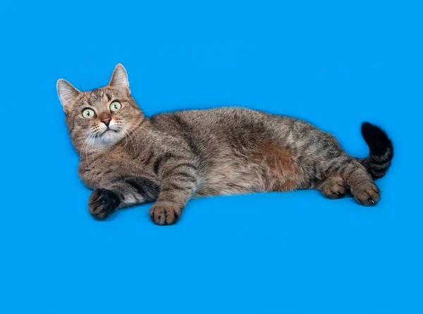 Gato listrado encontra-se no azul — Fotografia de Stock