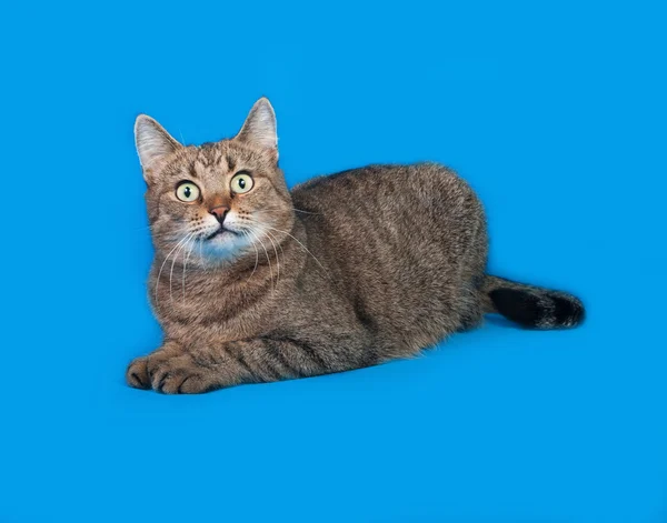 Gestreepte kat ligt op blauw — Stockfoto