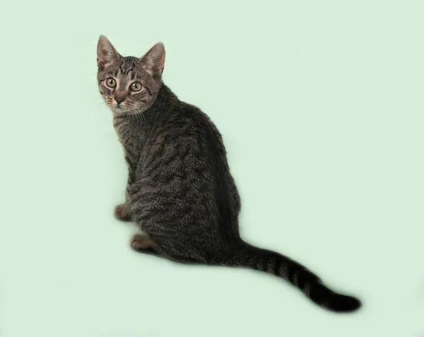 Табби котенок, сидящий на зеленом — стоковое фото
