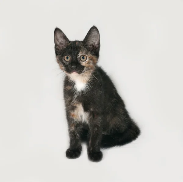 Tricolor kitten sitting on gray — Stock Photo, Image