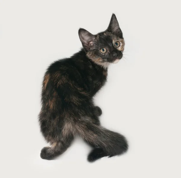 Tricolor kotek siedzi na szaro — Zdjęcie stockowe